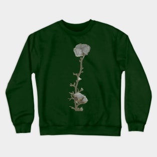 Single twig of natural grey blue cotton boll leaning against the white illuminated wall background Crewneck Sweatshirt